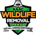 Tampa Wildlife Removal